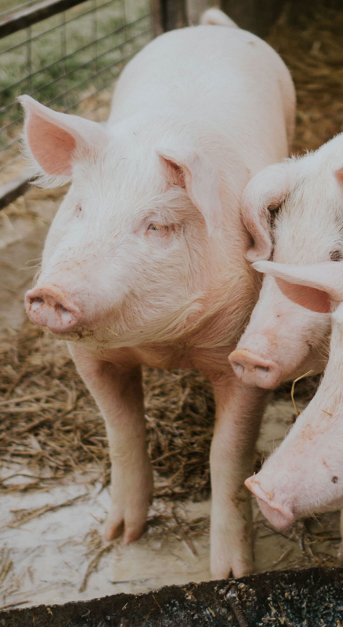 Harbord Charcuterie Logo